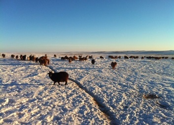 Dzud Emergency Response 