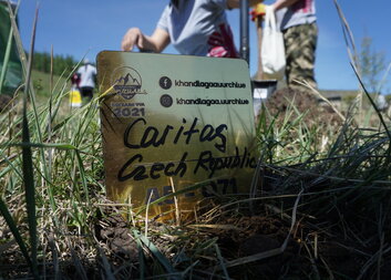 Богд ууланд мод тарилаа